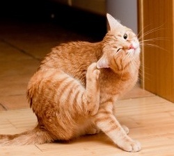 Jangkitan Telinga Pada Kucing – Kucing Comel dan Lucu